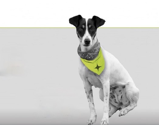 Bonne - Agenturhund schiegl gmbh
